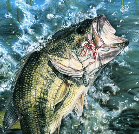 Pastel Largemouth Bass Painting - Fish Art by Roby Baer